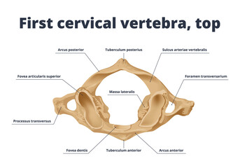 The first cervical vertebra, bottom view. Human anatomy atlas