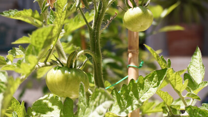 Growing green tomatoes on plant container garden sunny day close up. High quality photo