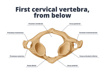 First cervical vertebra, bottom view. Human аnatomy аtlas