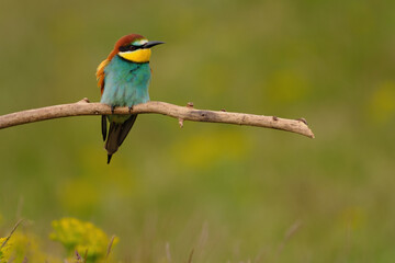 Colorful bee-eater on tree branch, against of yellow flowers background