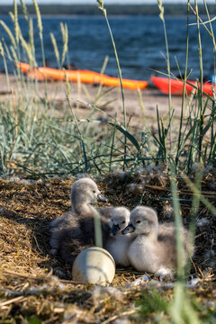 Swans nest on the beach