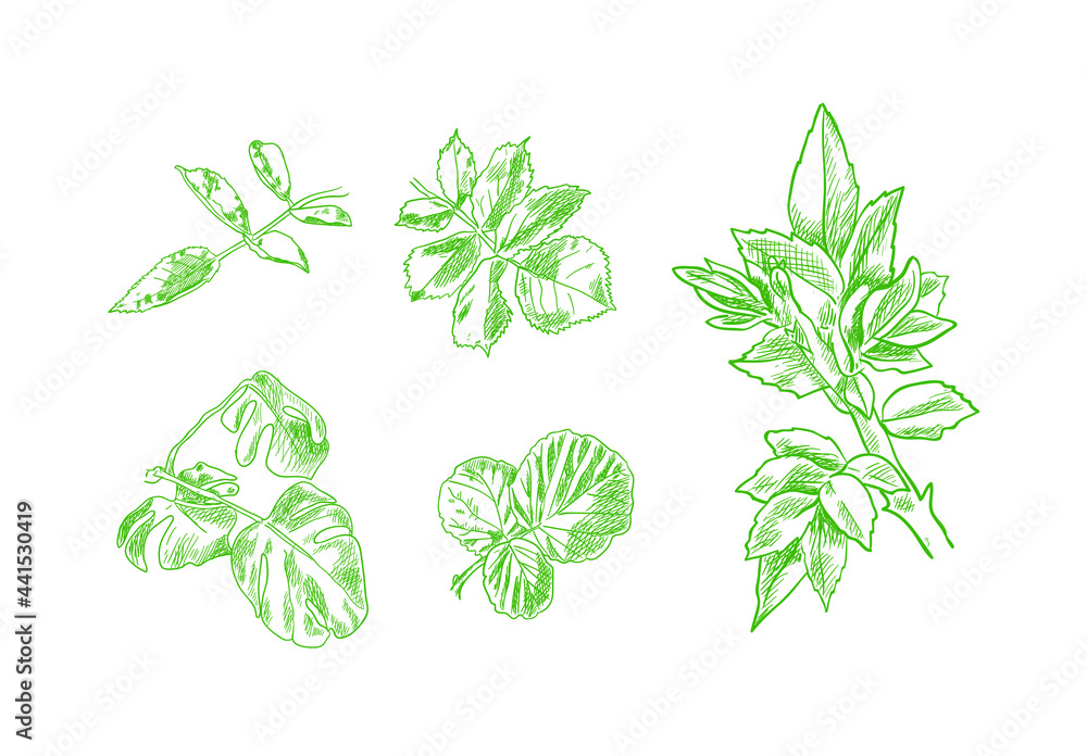 Poster Vector Set of Green Leaves Drawngs, Hand Drawn Plants Isolated on White Background, Hand Drawn Illustration.
