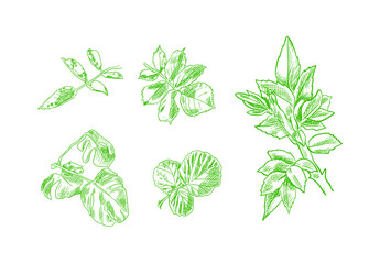 Vector Set of Green Leaves Drawngs, Hand Drawn Plants Isolated on White Background, Hand Drawn Illustration.
