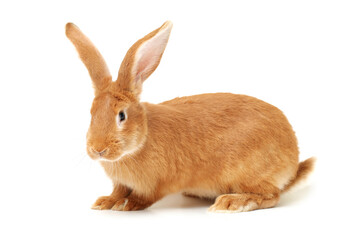 orange rabbit on white background 