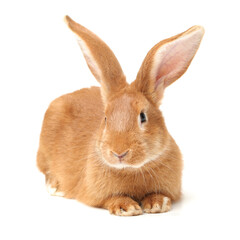 orange rabbit on white background 