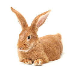 orange rabbit on white background 