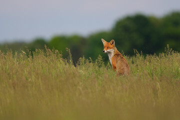 Portrait of a Red fox in the spring meadow