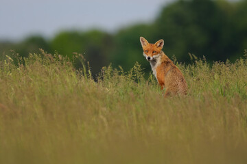 Portrait of a Red fox in the spring meadow
