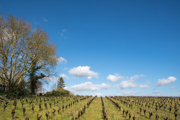 Obraz premium A vineyard in winter under a great blue sky near to Nantes - France