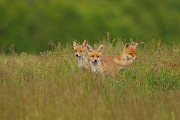 Little fox cubs in the meadow