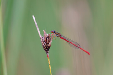 Ceriagrion tenellum Agrion délicat perché sur de la végétation de bord de ruisseau