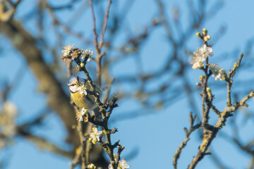 A yellow tit on a branch in early spring