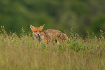 Portrait of a Red fox in the spring meadow