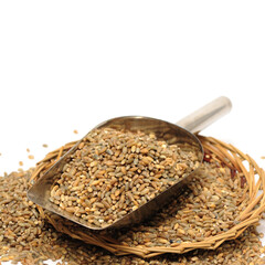 Highland barley is a variant of barley, mainly in Tibet, is the staple food of Tibetan people on white background