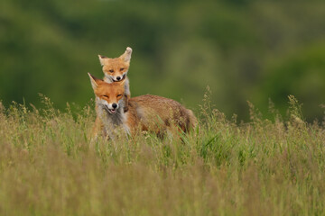 Naklejka na ściany i meble Fox cub playing with the mother fox on the meadow