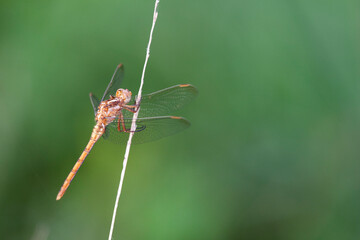 Orthetrum coerulescens Orthétrum bleuissant femelle posée en gros plan