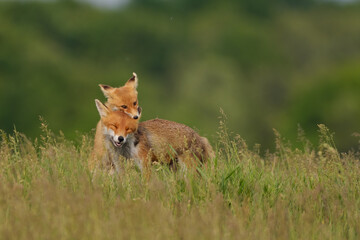 Fox cub playing with the mother fox on the meadow