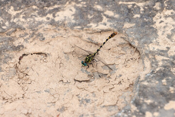 Onychogomphus forcipatus Gomphe à pinces posé en gros plan