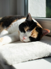 Kot śpiacy na parapecie, poduszka, słońce, zwierzę domowe, relaks,  - obrazy, fototapety, plakaty