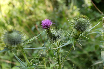 Spear Thistle Cirsium vulgare blossom
