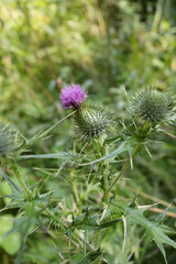 Spear Thistle Cirsium vulgare blossom