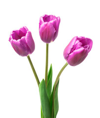 purple tulips isolated on white background - 441531612