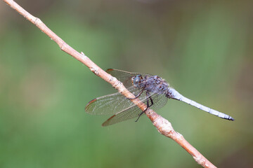Orthetrum coerulescens Orthétrum bleuissant posé en gros plan