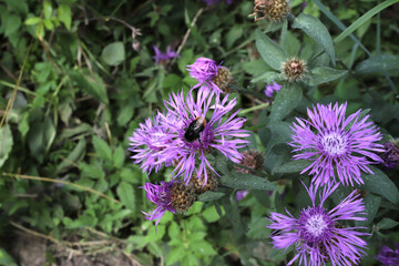 Centaurea stoebe (Spotted knapweed) and a bumble bee