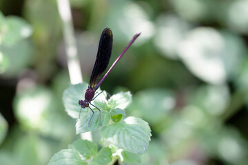 Calopteryx haemorrhoidalis Caloptéryx méditerranéen en gros plan mâle et femelle