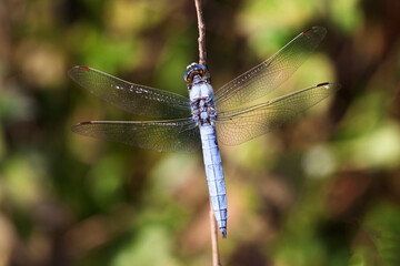 Orthetrum coerulescens Orthétrum bleuissant posé en gros plan