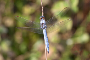 Orthetrum coerulescens Orthétrum bleuissant posé en gros plan