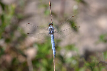Orthetrum coerulescens Orthétrum bleuissant posé en gros plan