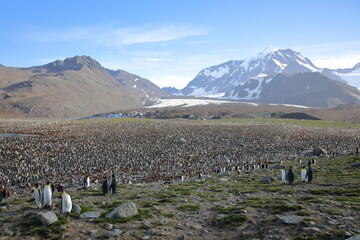King Penguins breeding colony at St Andrews Bay, South Georgia Island