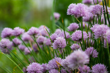 Beautiful blooming wild onion in the garden. Purple inflorescences. Close-up. Place for your text.