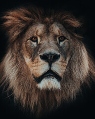 lion head portrait. wildlife lion watching. big lion looking.