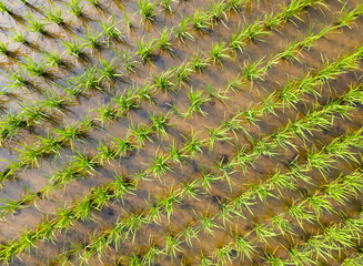 Green rice field aerial view close-up, natural background and texture.