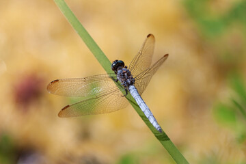 Orthetrum coerulescens Orthétrum bleuissant posé en gros plan