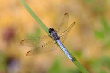 Orthetrum coerulescens Orthétrum bleuissant posé en gros plan