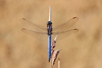 Orthetrum coerulescens Orthétrum bleuissant posé en gros plan