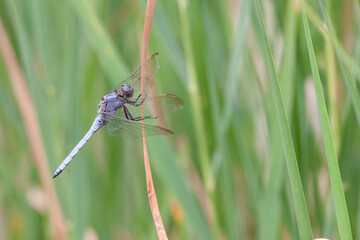 Orthetrum coerulescens Orthétrum bleuissant posé en gros plan