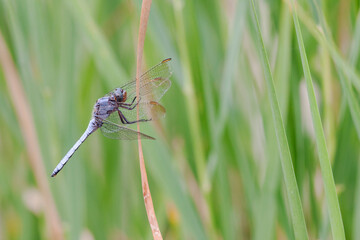 Orthetrum coerulescens Orthétrum bleuissant posé en gros plan