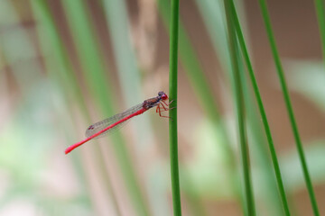 Ceriagrion tenellum Agrion délicat perché sur de la végétation de bord de ruisseau