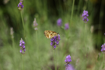 A butterfly sitting on a lavender flower surrounded by a blurry background of blooming lavender 