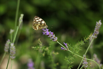 A butterfly sitting on a lavender flower surrounded by a blurry background of blooming lavender 