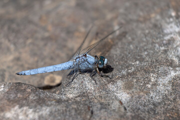 Orthetrum coerulescens Orthétrum bleuissant posé en gros plan