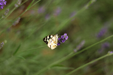 A butterfly sitting on a lavender flower surrounded by a blurry background of blooming lavender 