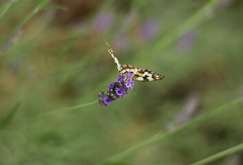 A butterfly sitting on a lavender flower surrounded by a blurry background of blooming lavender 