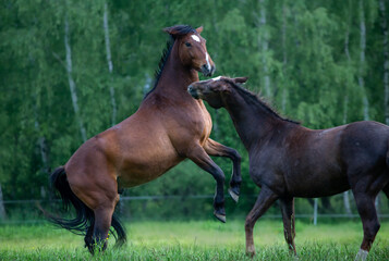 Two young beautiful horses playing on a green meadow against the background of the forest.