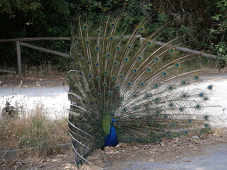 Obraz premium male peacock with a blue body and feathers opened like a fan and decorated with a colorful green, yellow and blue ocellated spot