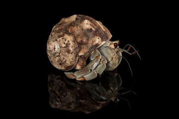 A close up photograph of a hermit crab emerging from the host shell
